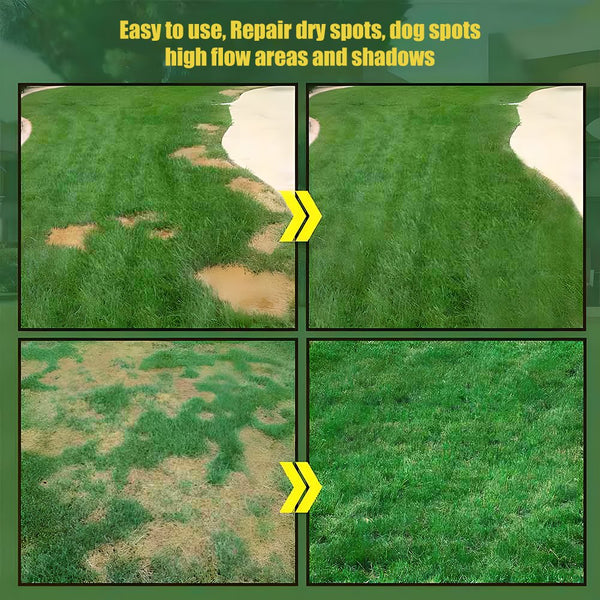 7 Days Germination🌱 Evergreen dwarf grass seed for four seasons🌾-K