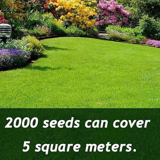 7 Days Germination🌱 Evergreen dwarf grass seed for four seasons🌾-K